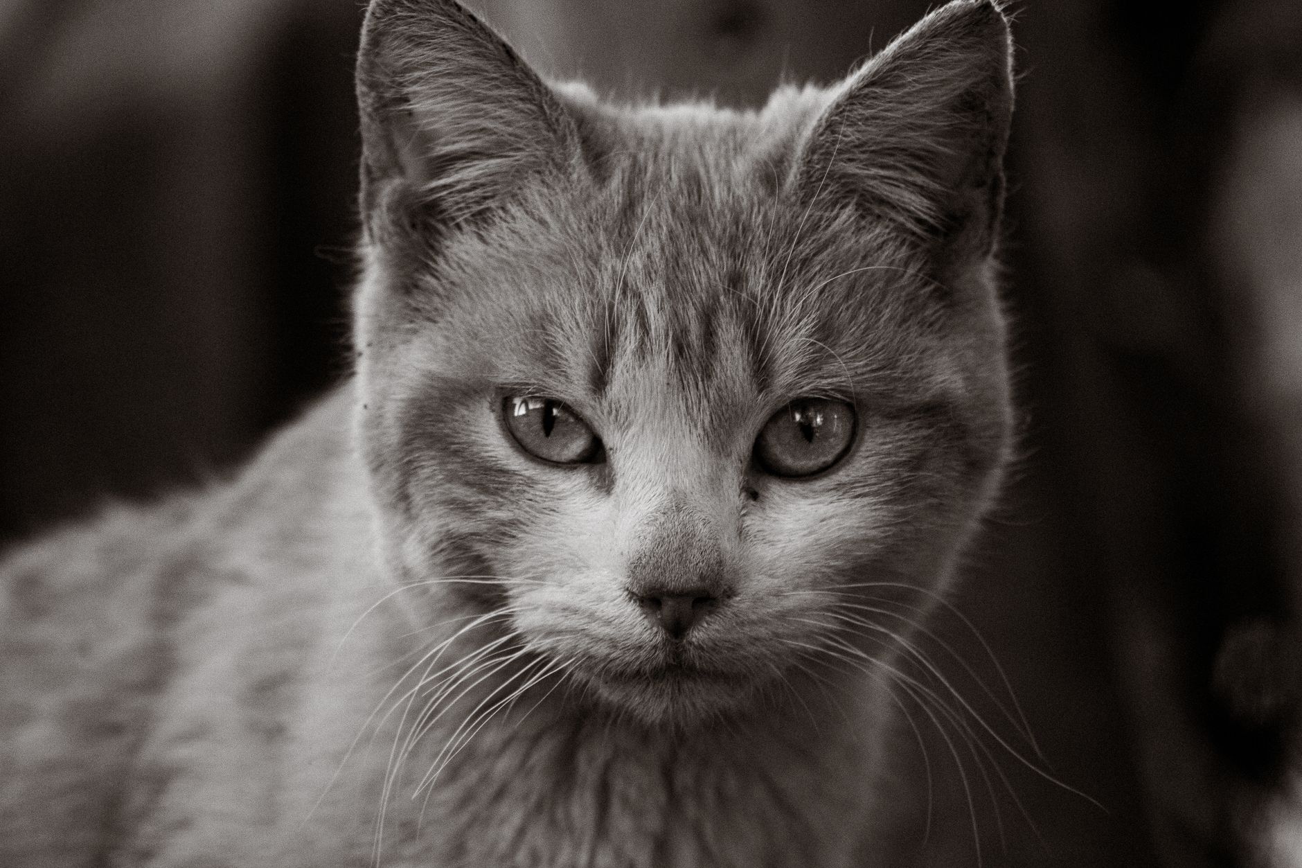 Veterinarian examining a cat during a checkup