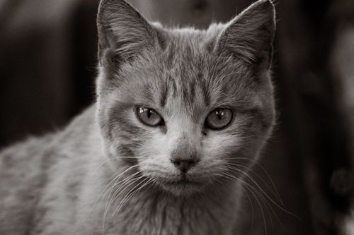 Free Close-up black and white portrait of a domestic cat with intense gaze. Stock Photo
