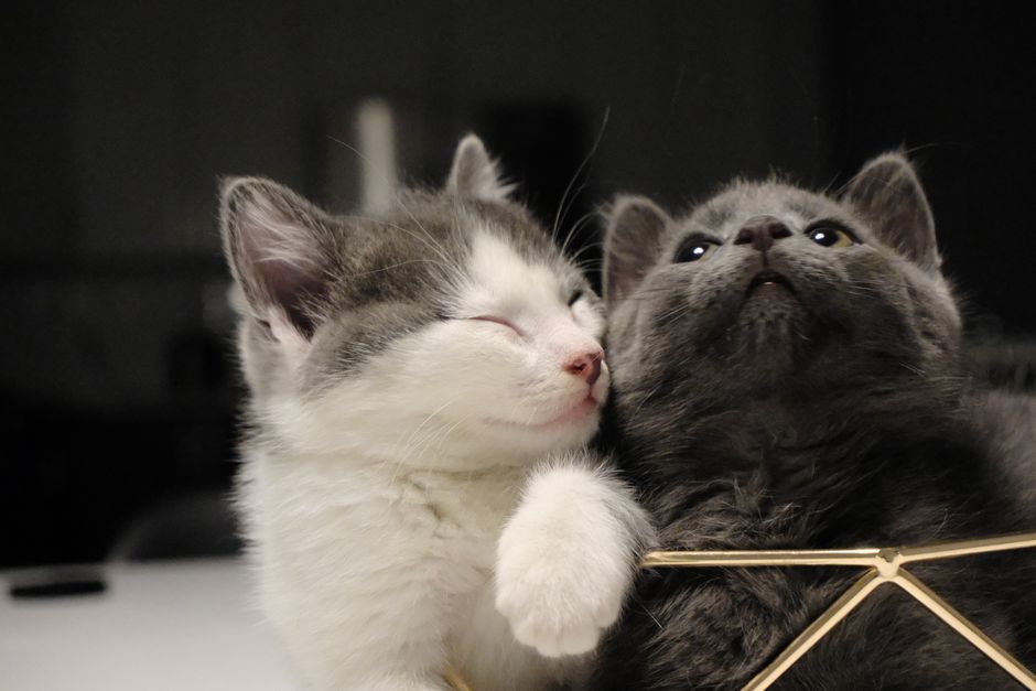 Two fluffy kittens cuddling affectionately, showcasing their charming bond.