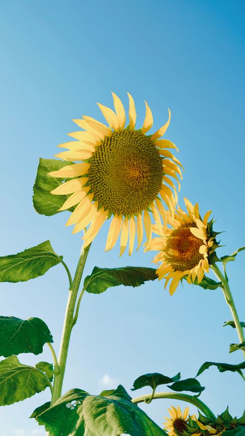 Free Vibrant sunflowers stretch towards a clear blue sky, symbolizing summer's warmth. Stock Photo