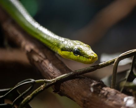 snake photo