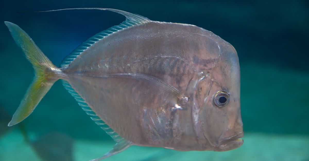 Las 10 habilidades biológicas más fascinantes que protegen a los animales en la naturaleza Las 10 habilidades biológicas más fascinantes que protegen a los animales en la naturaleza