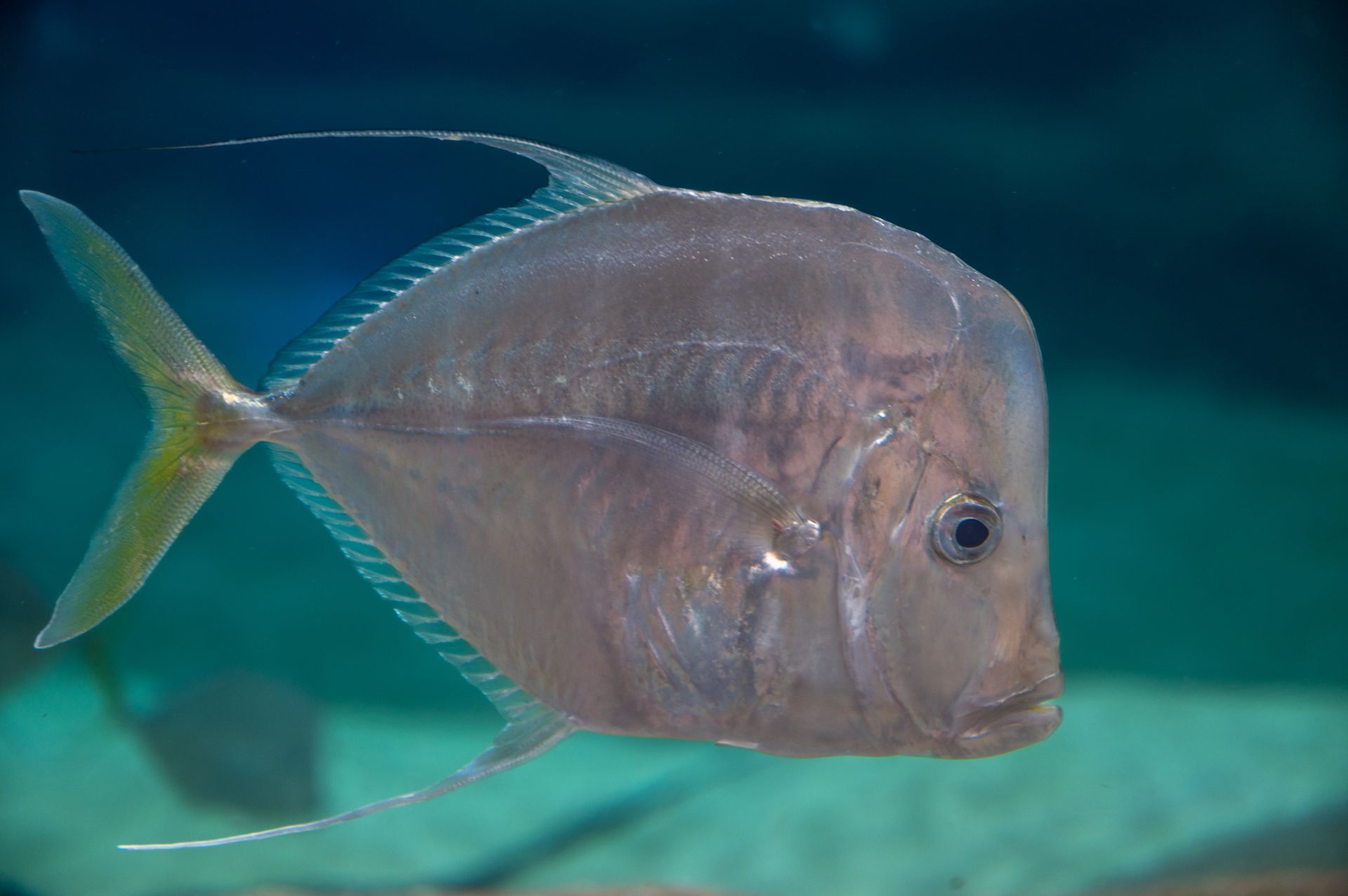 Underwater at Pigeon Island Reef