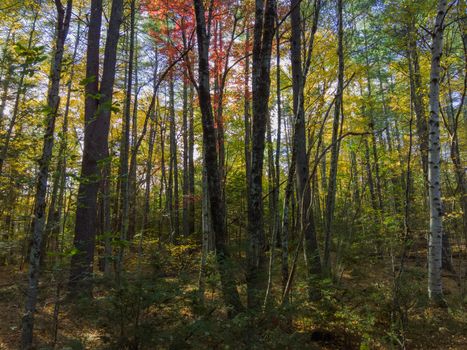 Vibrant autumn trees in a serene forest setting showing colorful foliage.