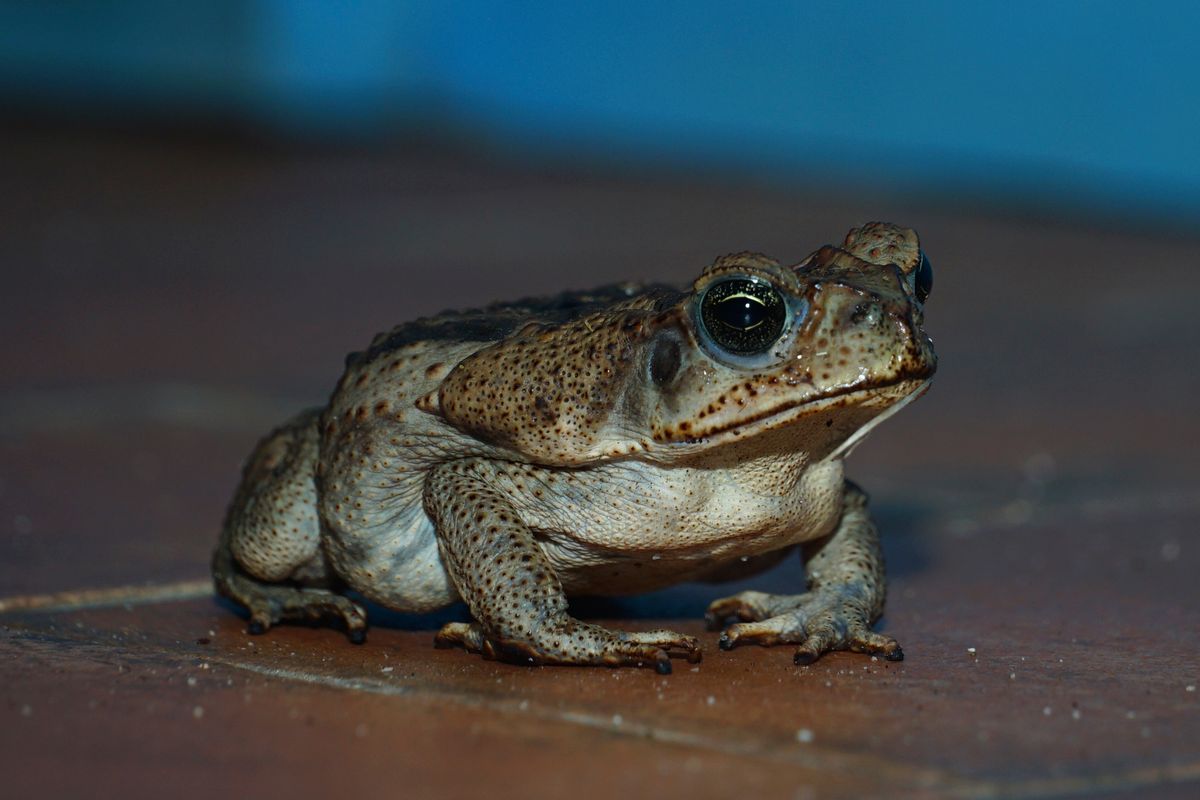 Cane Toad Poisoning in Dogs in Florida: First Aid, Symptoms and Emergency Care