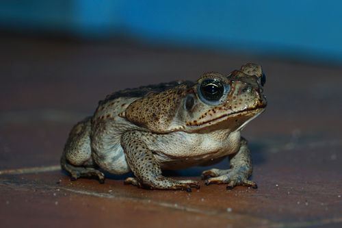 Free Detailed close-up of a Cane Toad with textured brown skin on a smooth surface. Stock Photo