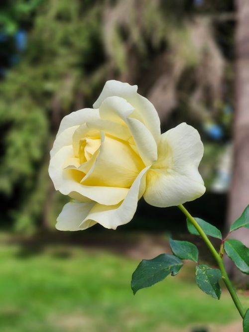 Free Yellow rose in full bloom captured in Toronto garden on a sunny day. Stock Photo