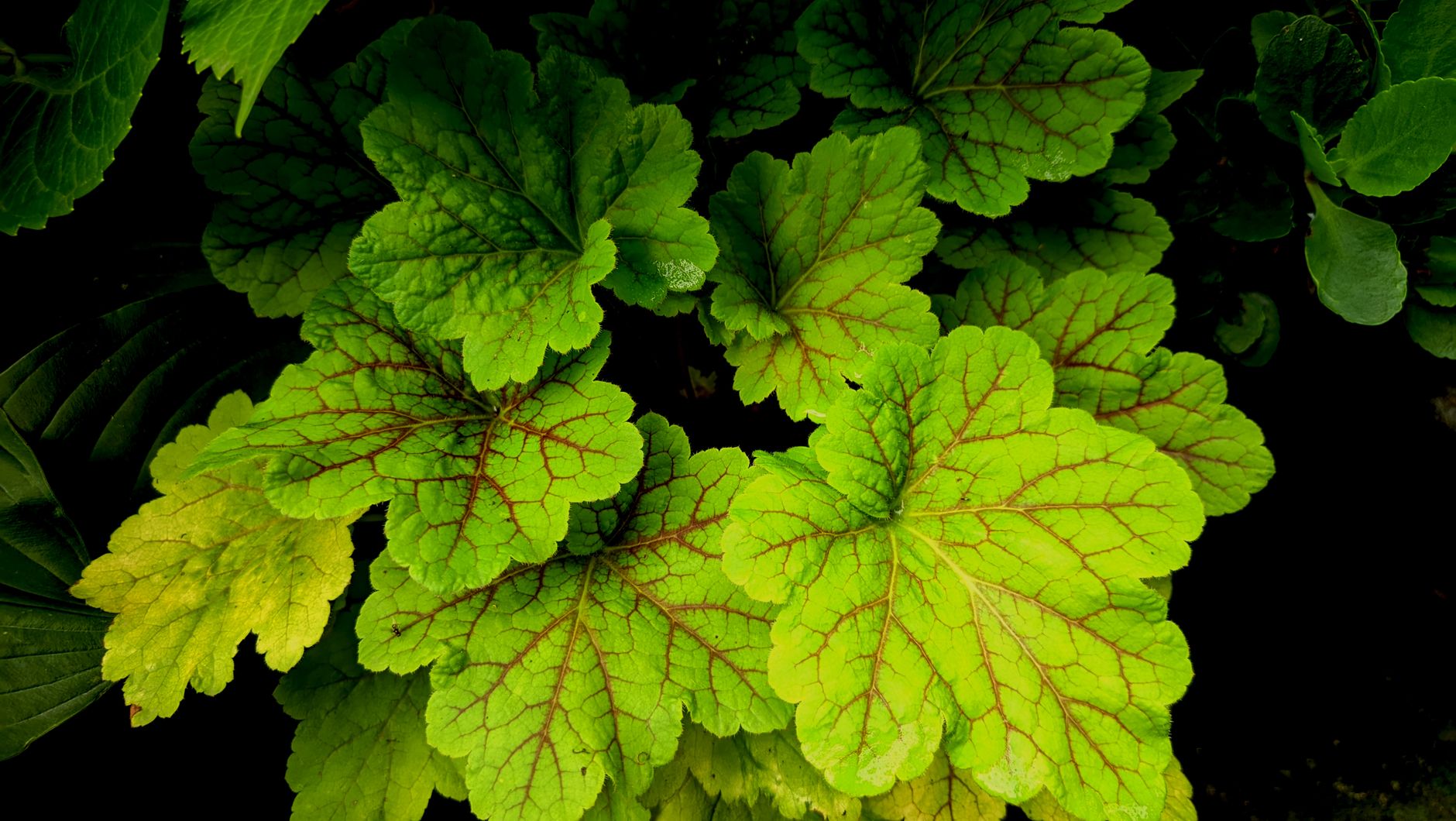 dividing leggy heuchera step by step