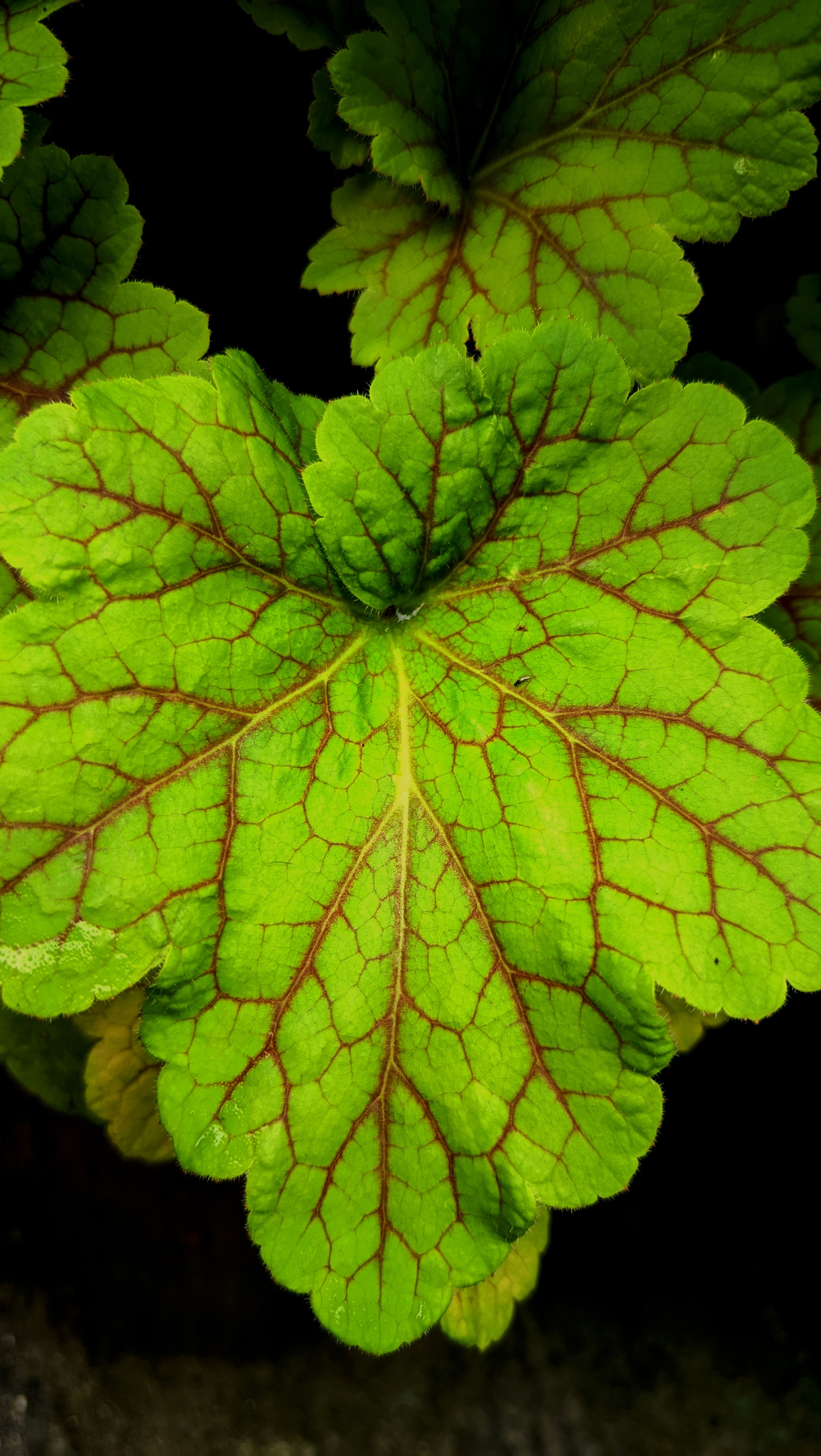 gardening tools for dividing heuchera