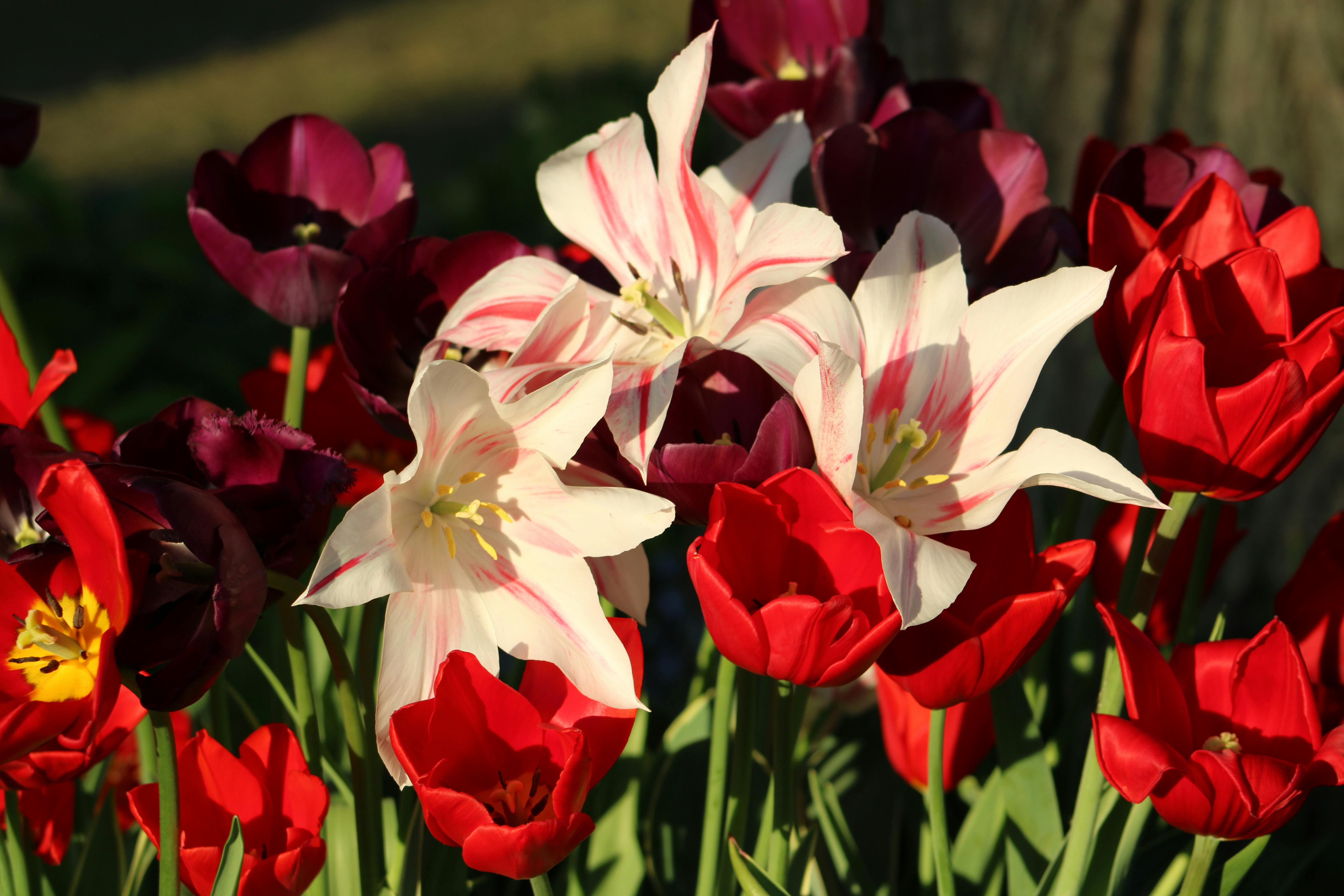 [ColoSach]-colorful-tulips-in-various-shades-of-red-and-white-in-a-sunny-garden.
