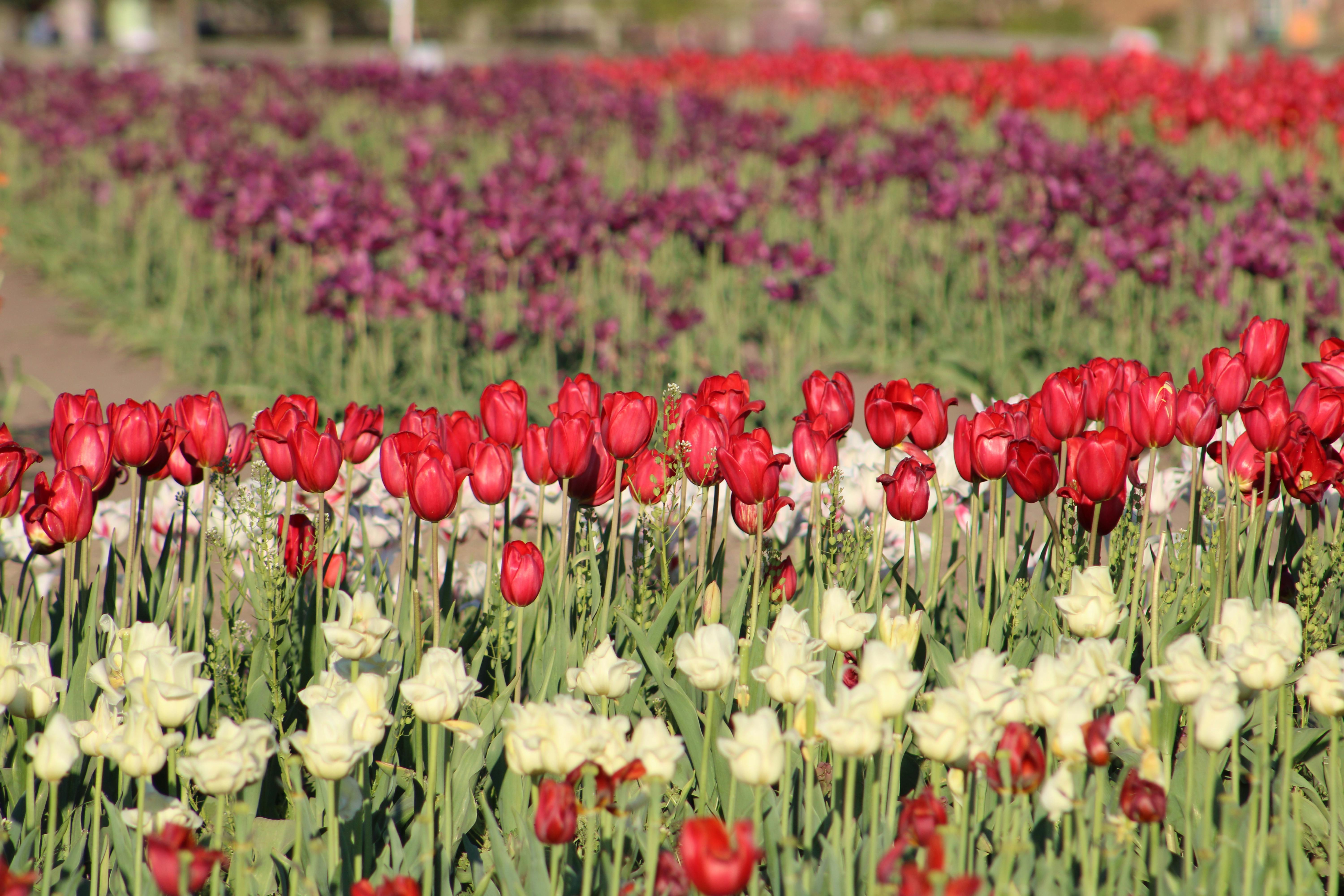 Bulb On & Off Photos, Download The BEST Free Bulb On & Off Stock Photos ...