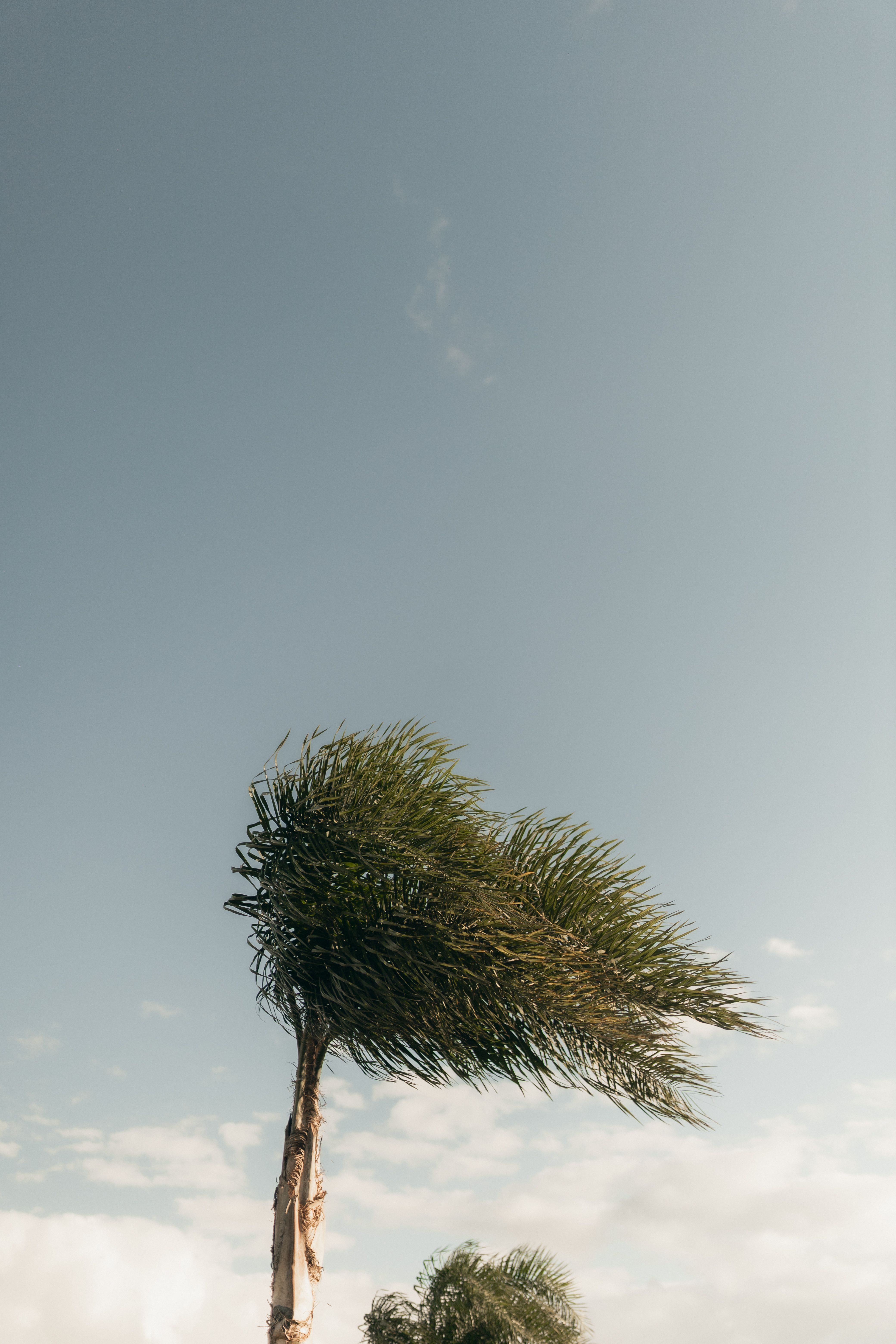 Fotomural Una palmera solitaria que se inclina con el viento contra un cielo azul claro.