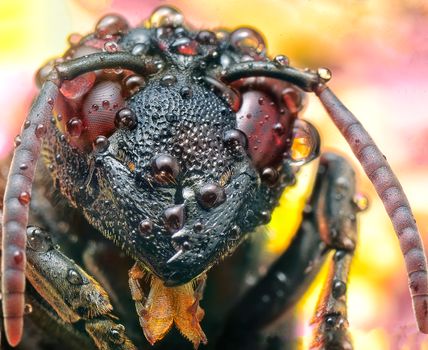 Detailed macro image of a wet black bee with water droplets on its body and compound eyes emphasizing natural beauty.