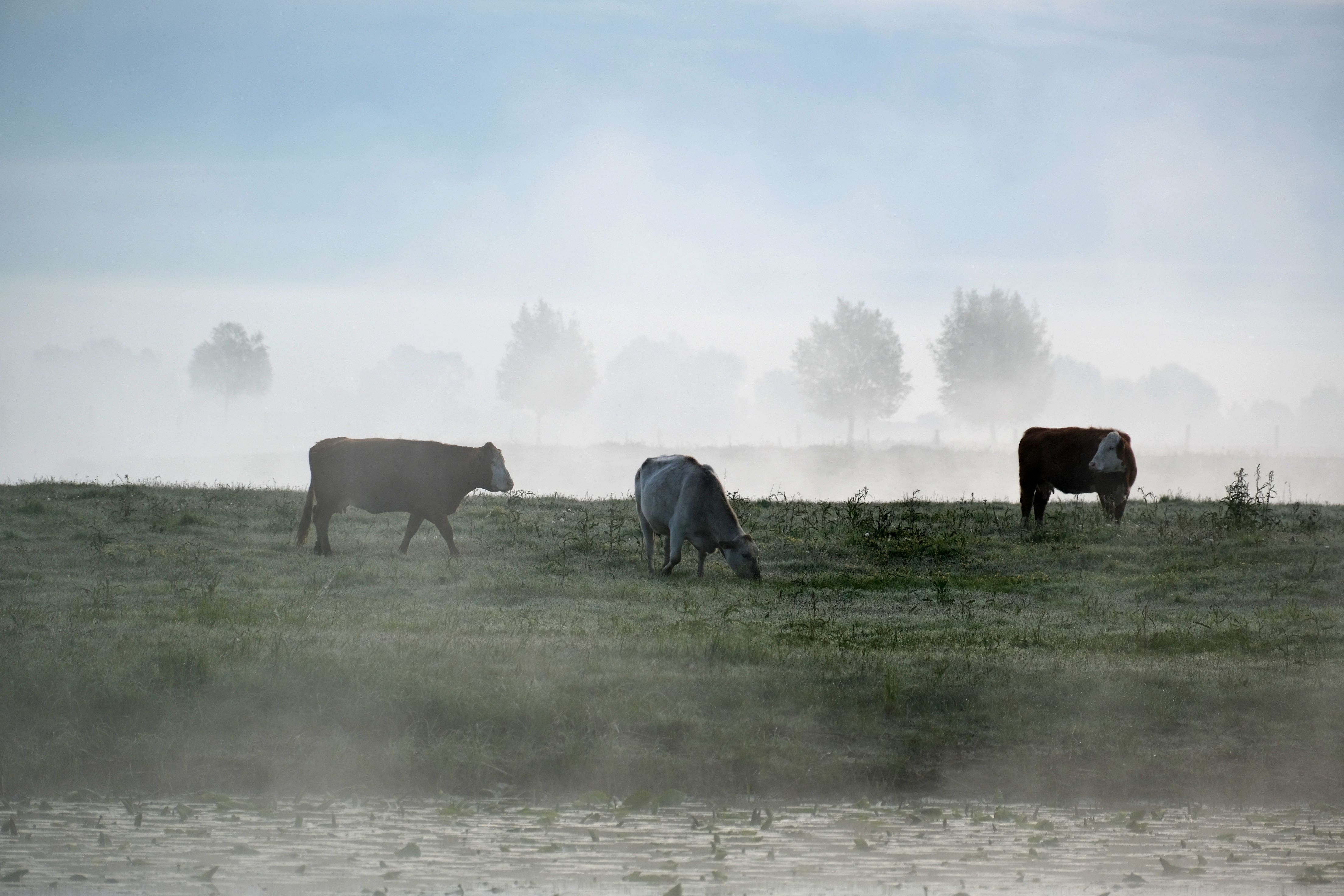 Misty Morning Pasture with Grazing Cows · Free Stock Photo