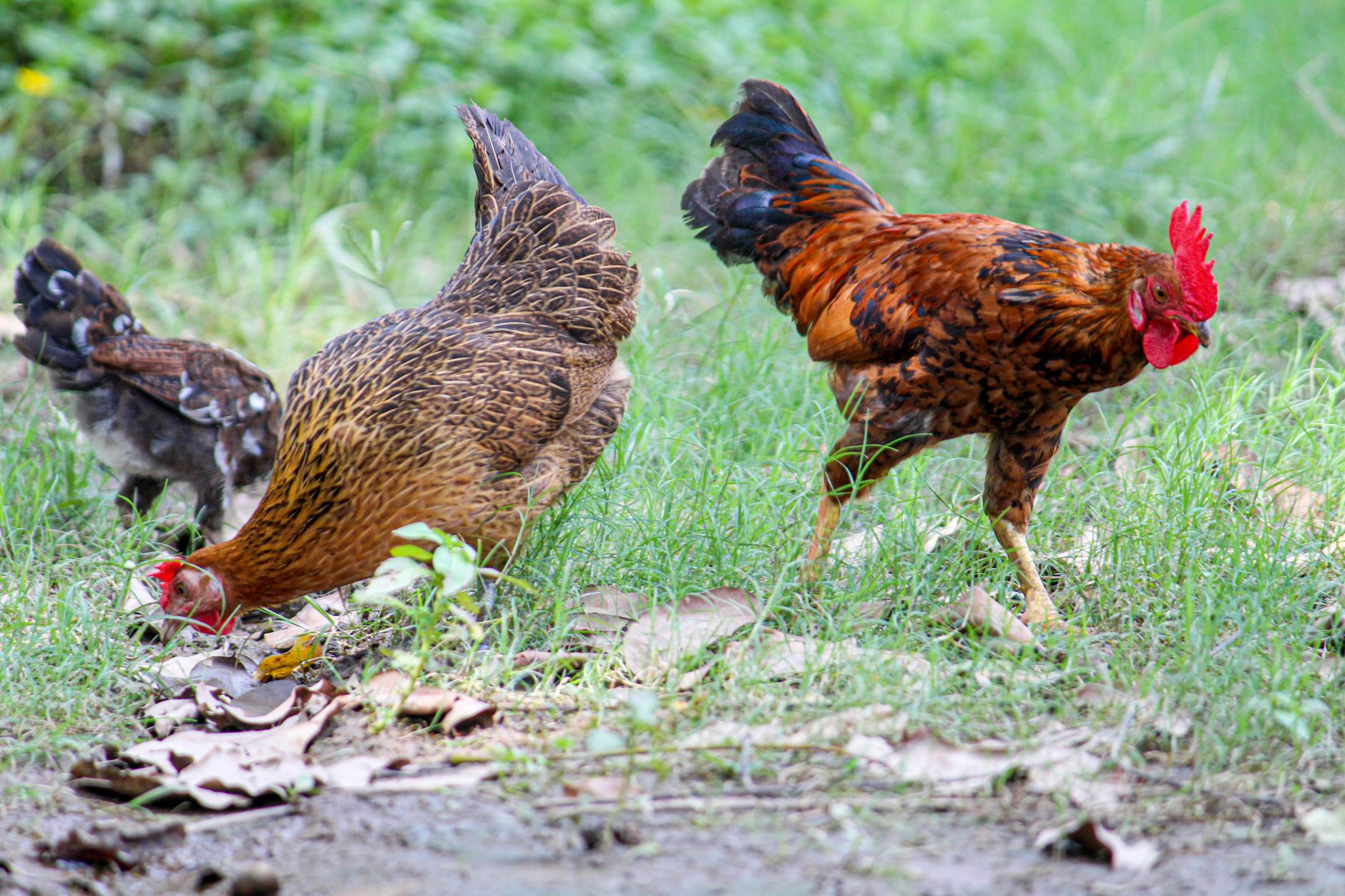 Vibrant rooster with hens in grassy field in Ashulia, Bangladesh.