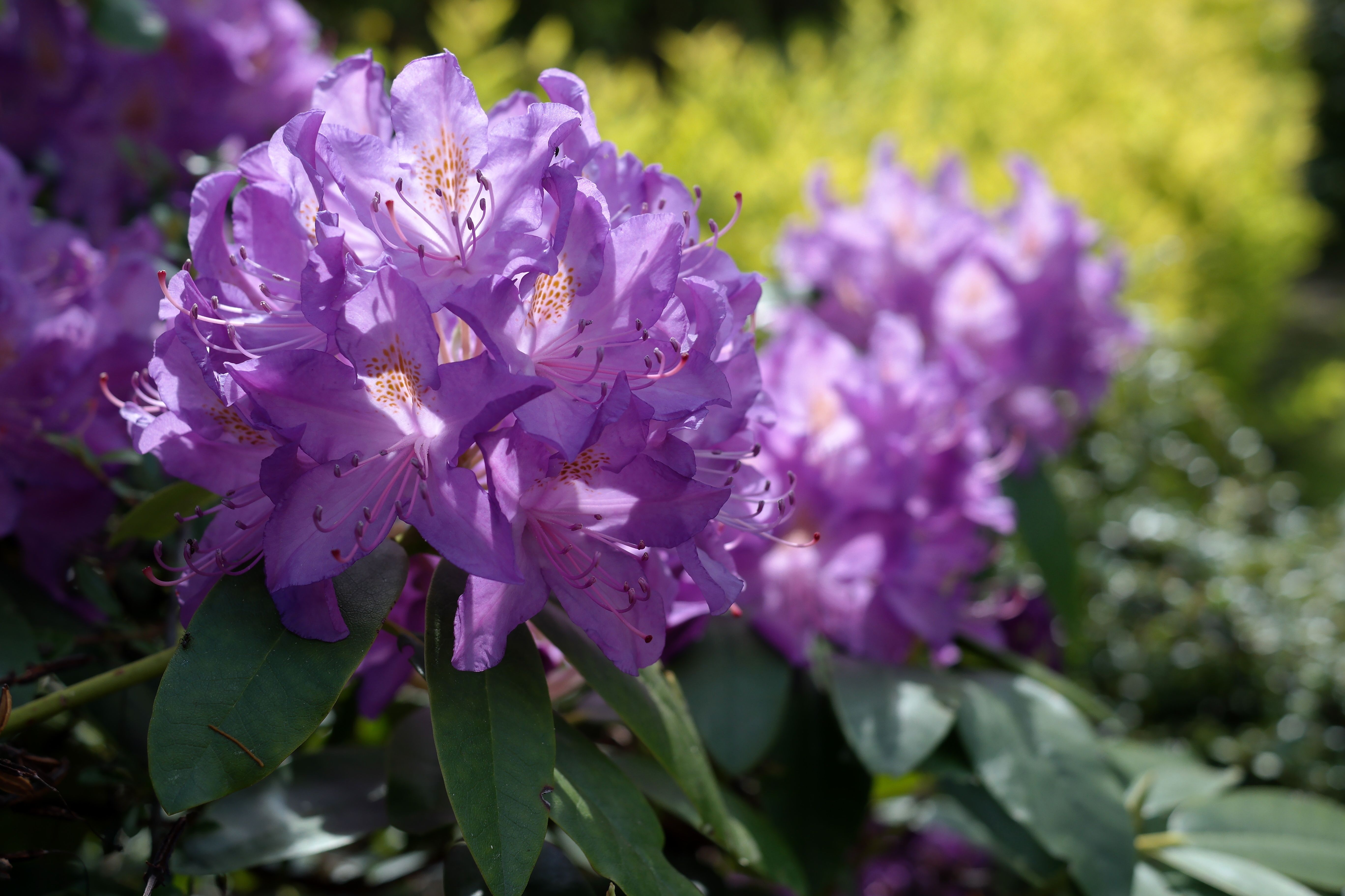 Pink Rhododendron Photos, Download The BEST Free Pink Rhododendron ...