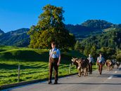 Farmers lead cattle in a picturesque Swiss landscape during a traditional drive.