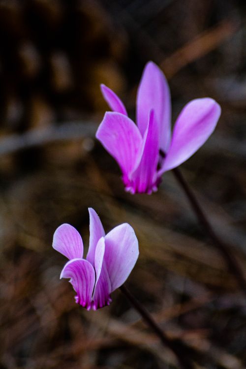Free Detailed view of vibrant pink cyclamen flowers against a blurred natural background. Stock Photo