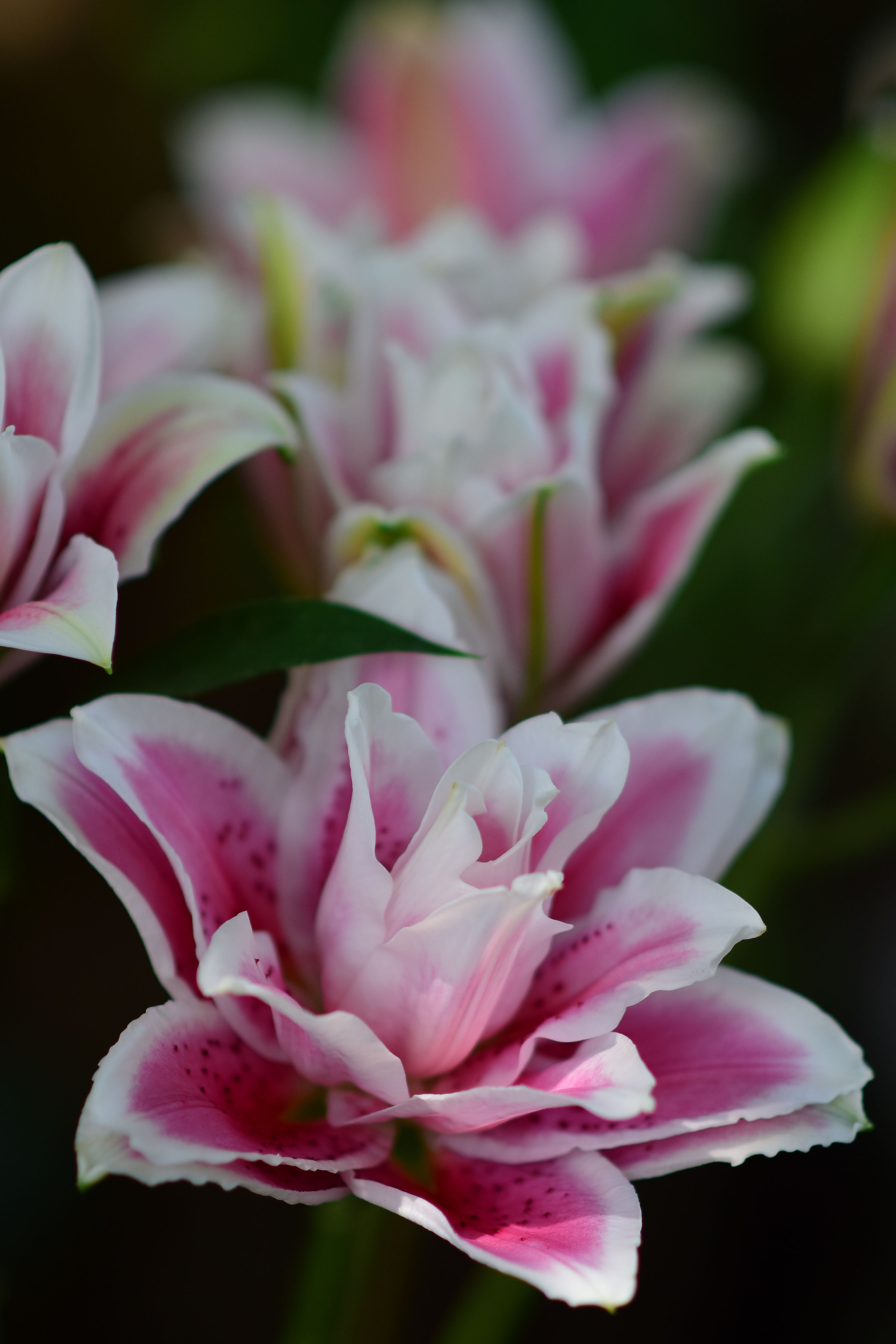 Vibrant Pink Lilies Blooming in Soft Focus · Free Stock Photo