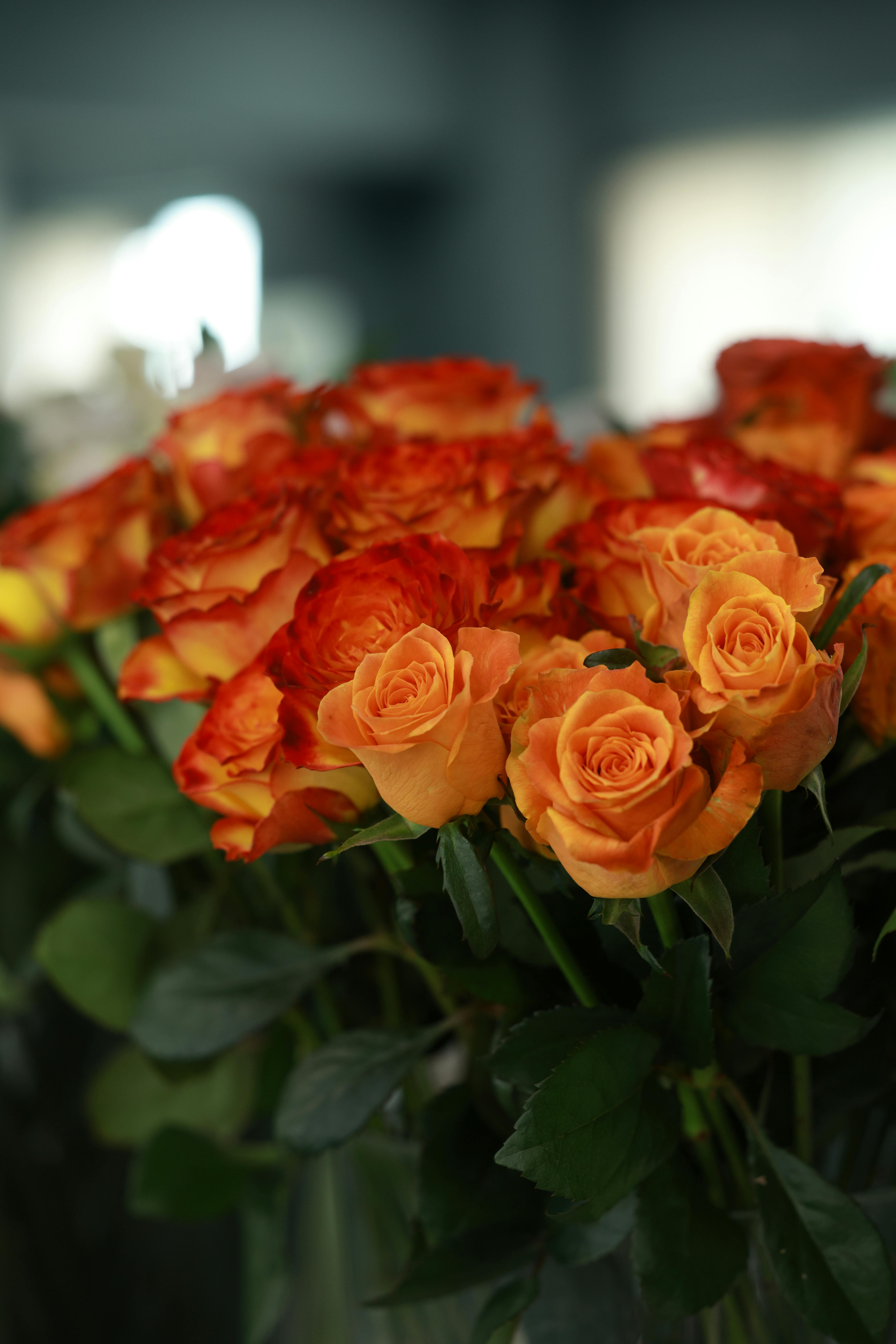[ColoSach]-a-stunning-arrangement-of-orange-and-red-roses-in-soft-indoor-lighting,-perfect-for-floral-themes.