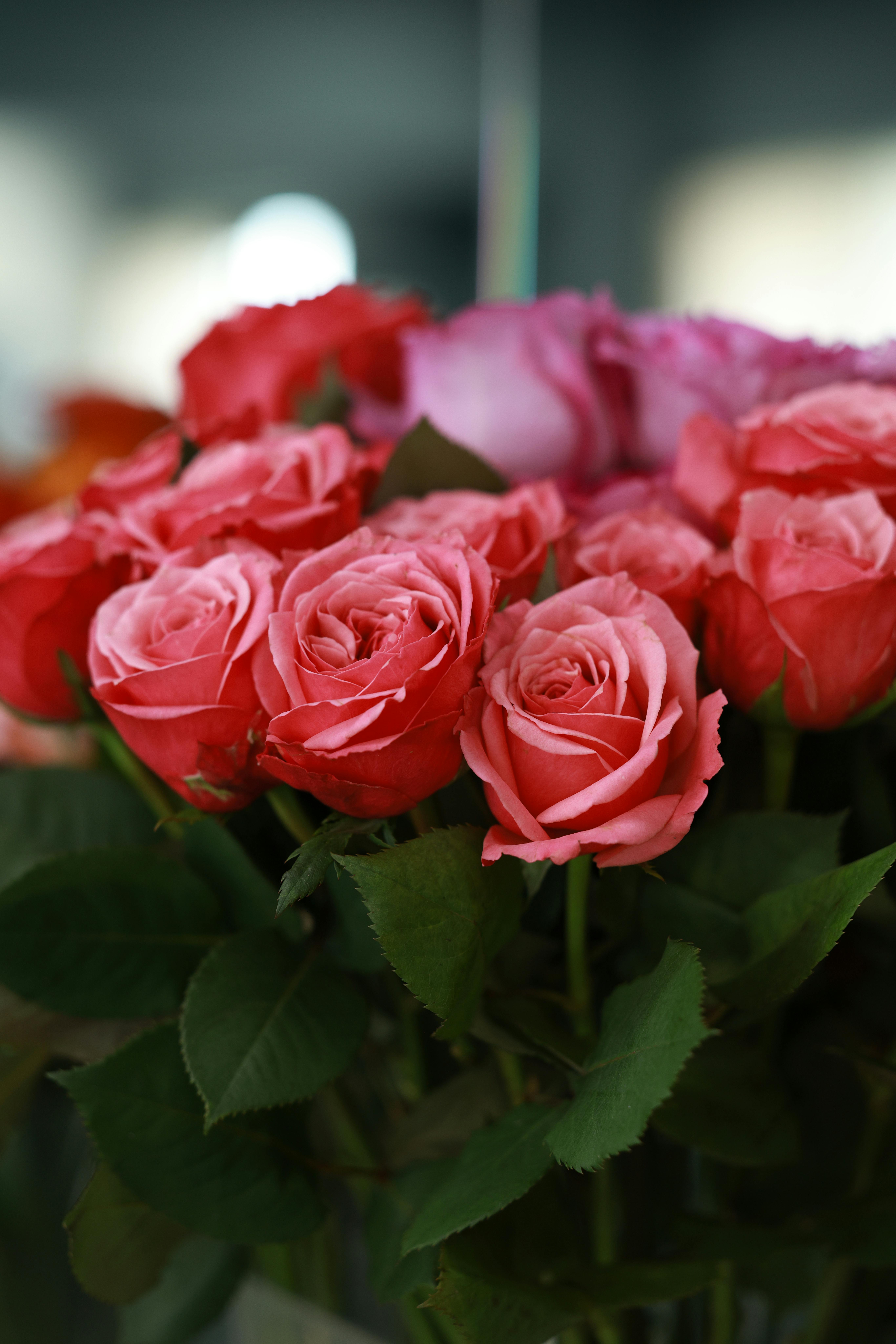[ColoSach]-a-vivid-bouquet-of-pink-roses-in-full-bloom,-perfect-for-romantic-occasions.