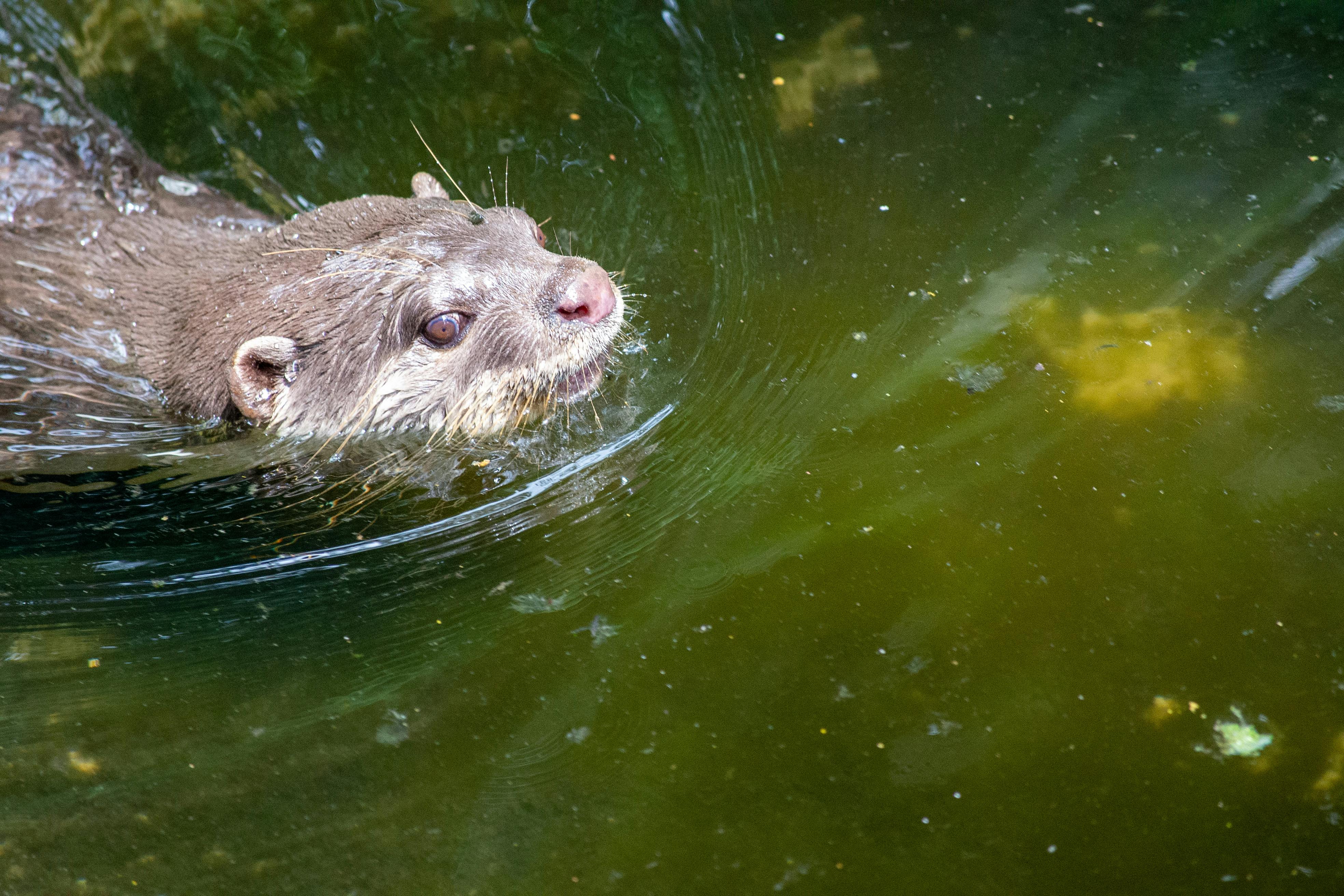 ドブネズミ, ネズミ, ひげ, フィールド, フォーカス, モーション, 側面