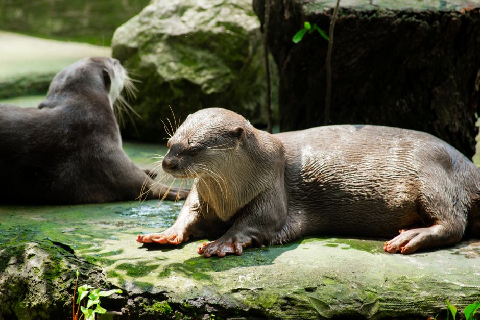 Two Asian small-clawed otters relaxing on sunlit rocks, displaying their natural behavior and habitat.