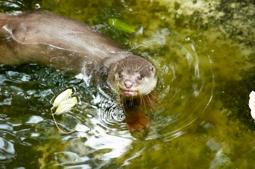 Free Playful otter swimming in clear water, capturing its curious expression. Stock Photo