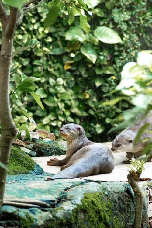 Free Two otters relaxing on a stone in a lush green outdoor habitat. Stock Photo