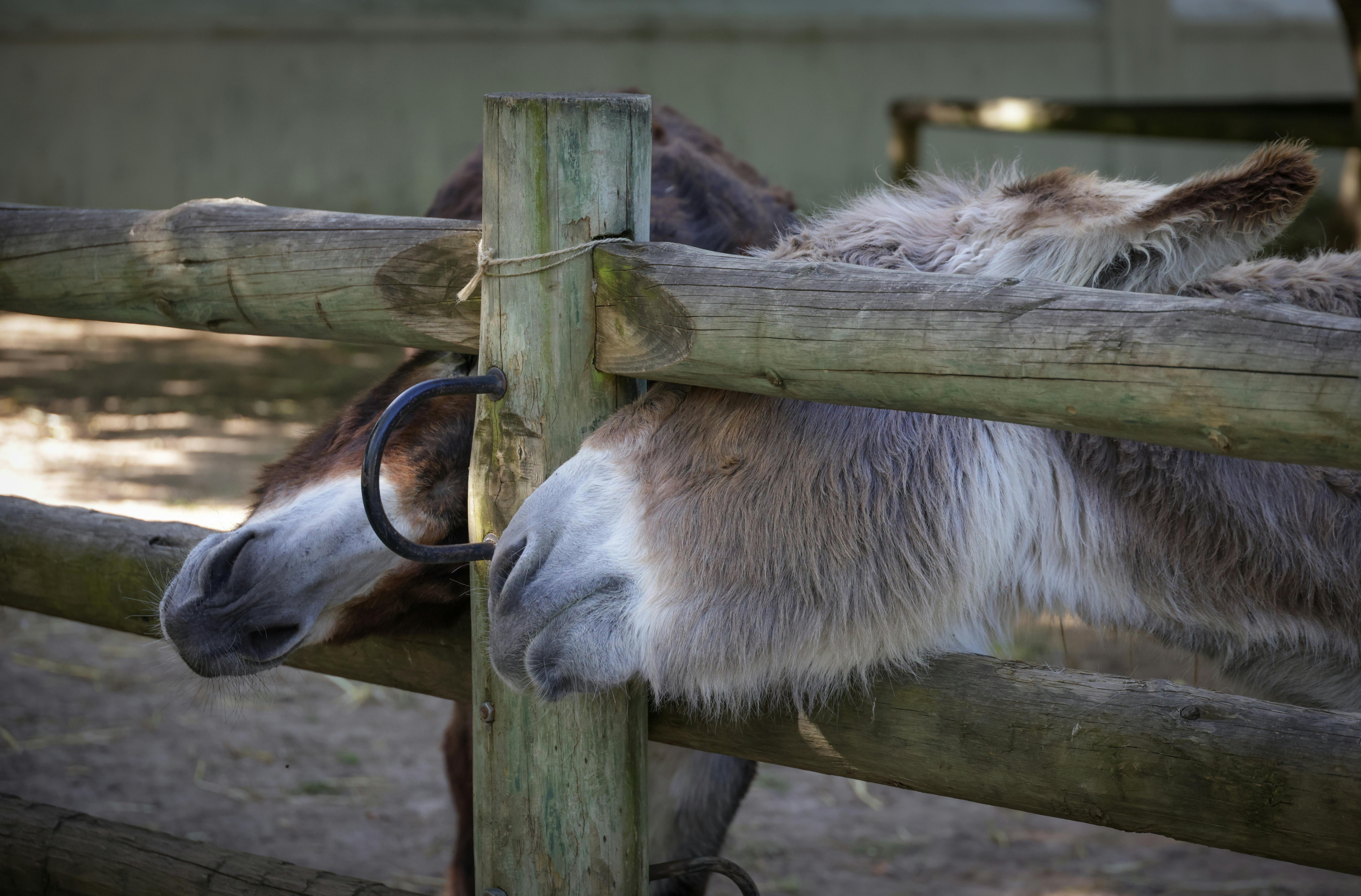 curiosidade dos animais