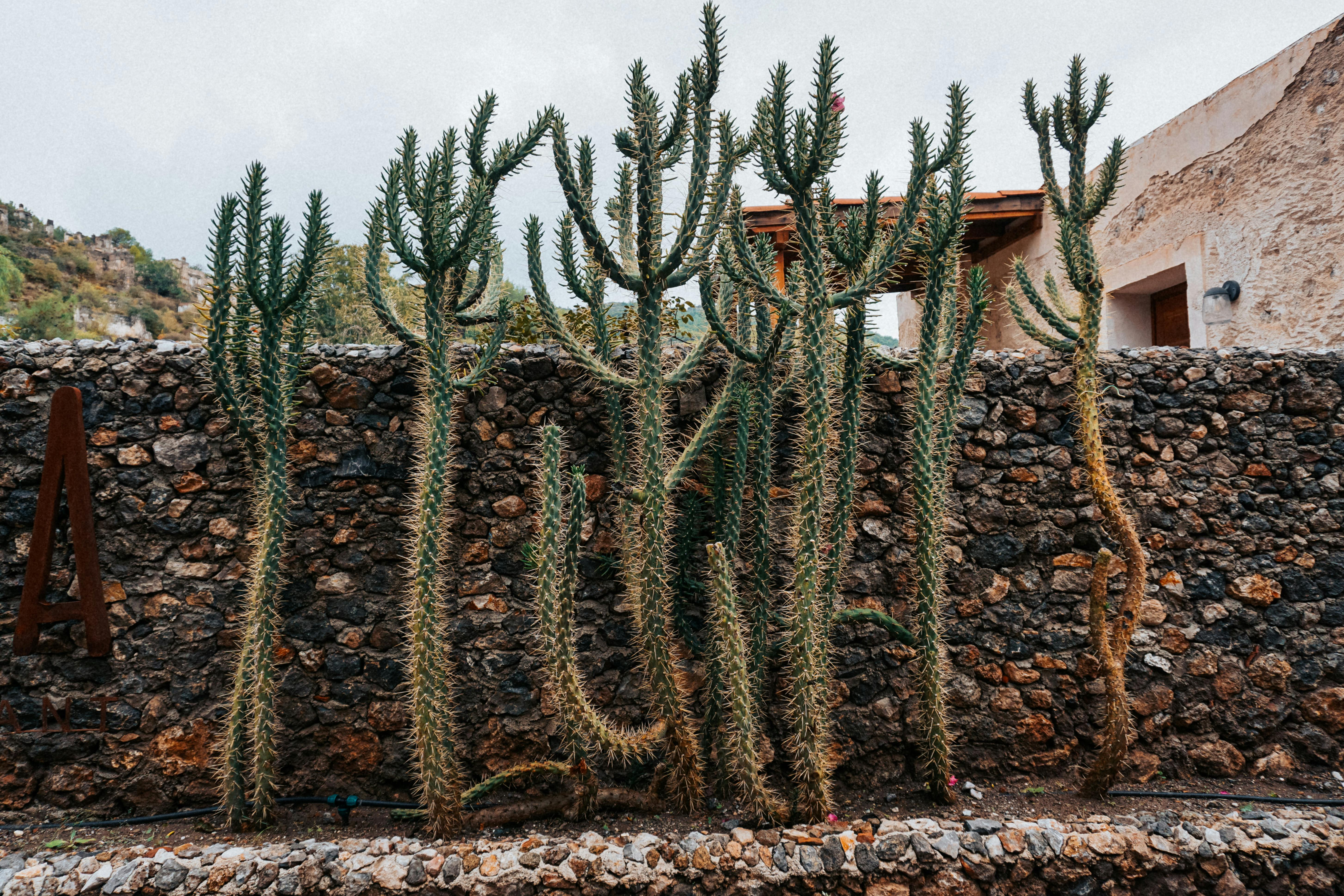 A group of tall cacti with spines stand against a rustic stone wall in an outdoor garden.