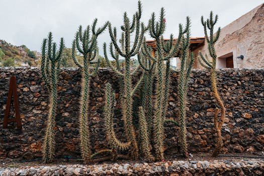 A group of tall cacti with spines stand against a rustic stone wall in an outdoor garden.