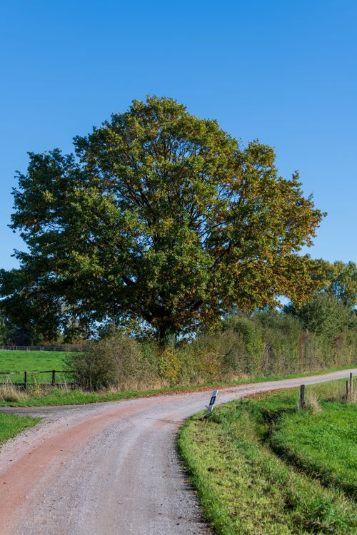 Free A picturesque dirt road winding through the countryside with a large oak tree under clear blue skies. Stock Photo