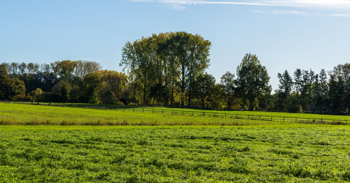 Expansive green field with trees under a clear blue sky on a sunny day.
