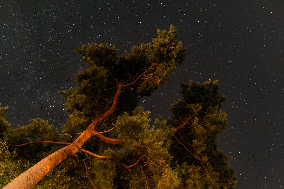 Free stock photo of night, sky, stars