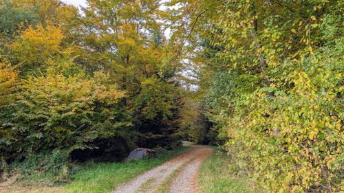 Free A picturesque forest path lined with vibrant autumn foliage in Rickenbach, Zurich. Ideal for nature lovers. Stock Photo