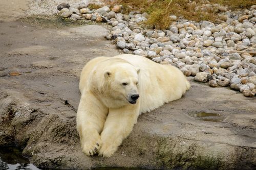 Free Polar bear lies on a rocky surface at Brugelette Zoo, Belgium, relaxing in its habitat. Stock Photo