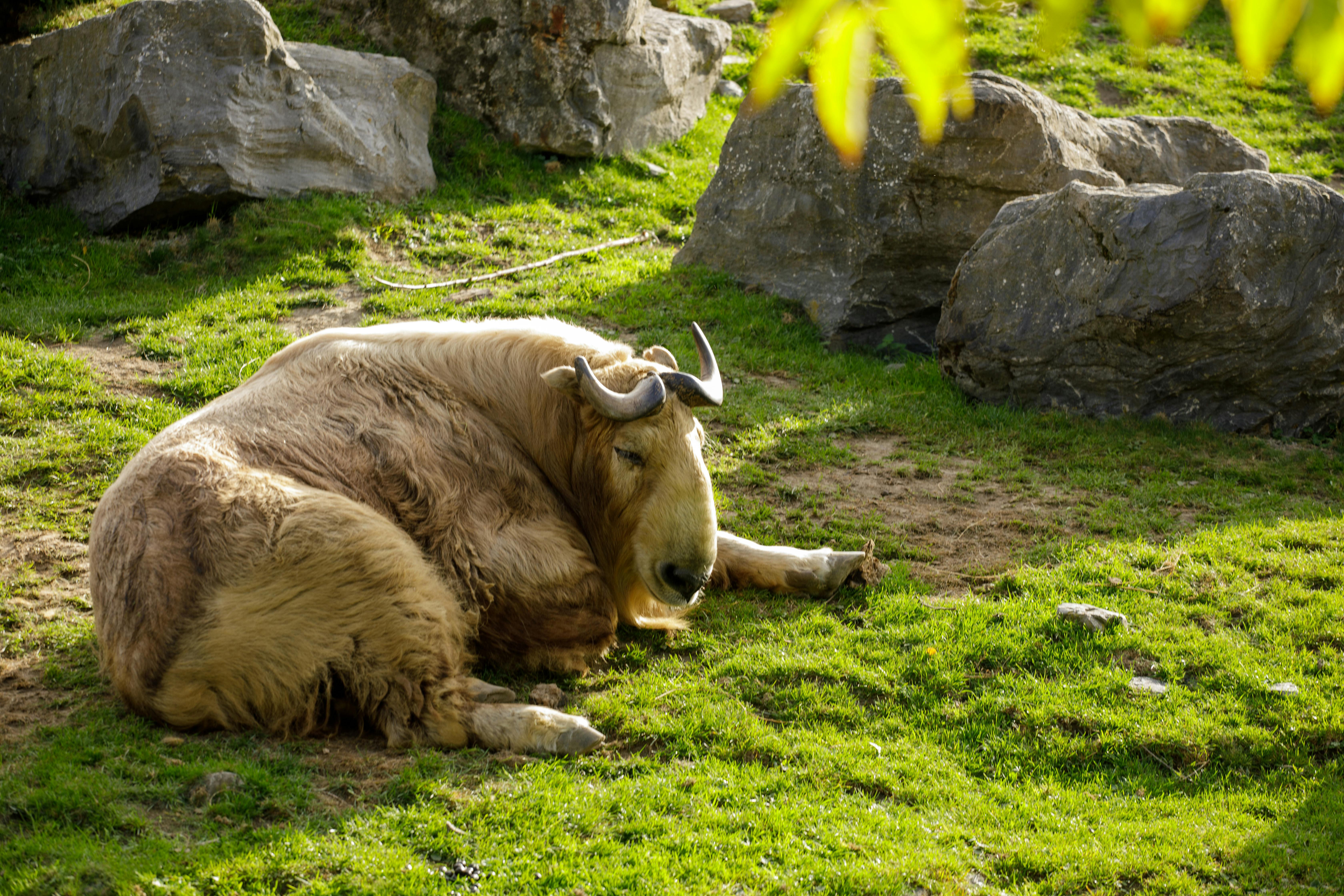 Top Untold Stories of Endangered Species Survival