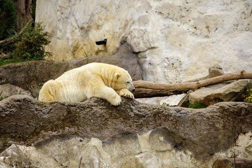 Free A polar bear rests on rocky terrain in a natural enclosure, showcasing its serene beauty. Stock Photo