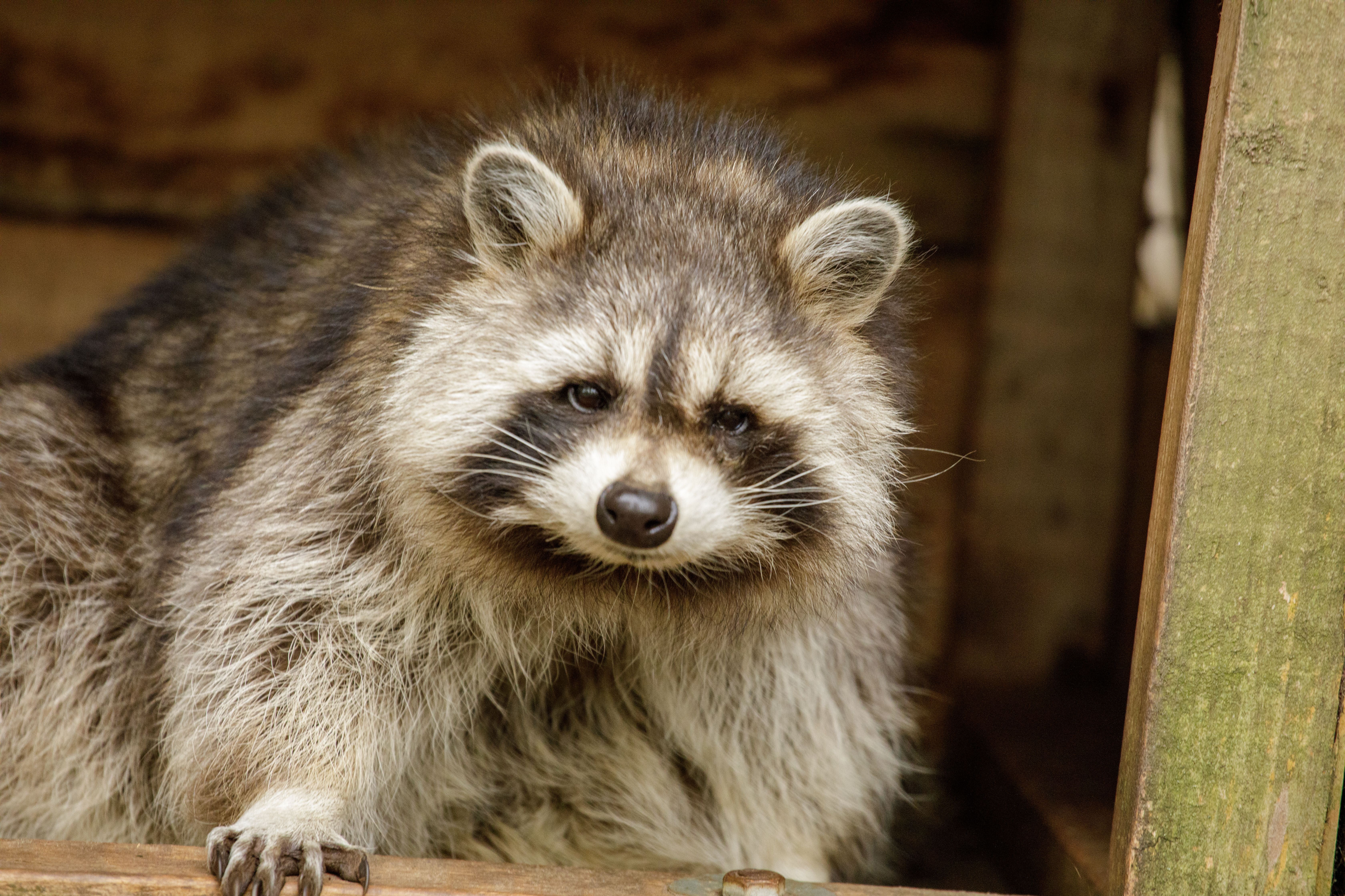 Close-up Portrait of a Curious Raccoon · Free Stock Photo