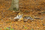 A majestic tiger rests calmly amidst the autumn leaves in a forested setting.
