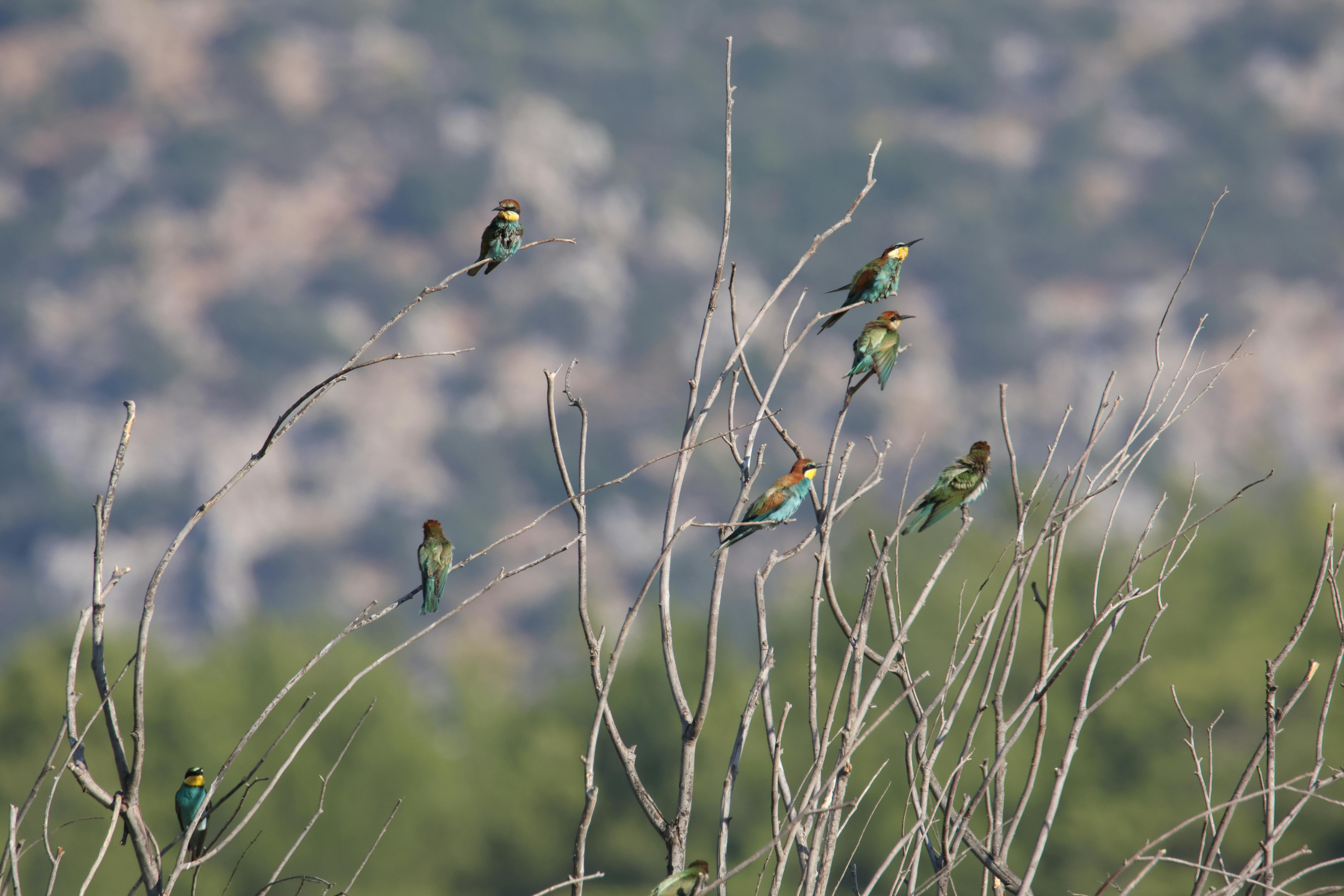 Top 10 birding hotspots usa — step-by-step visual example