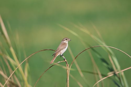 Free A shrike bird perched gracefully on tall grass against a blurred green background. Stock Photo