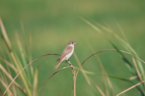 Free A tiny bird rests on bending grass amid a lush green backdrop, embodying serene nature. Stock Photo
