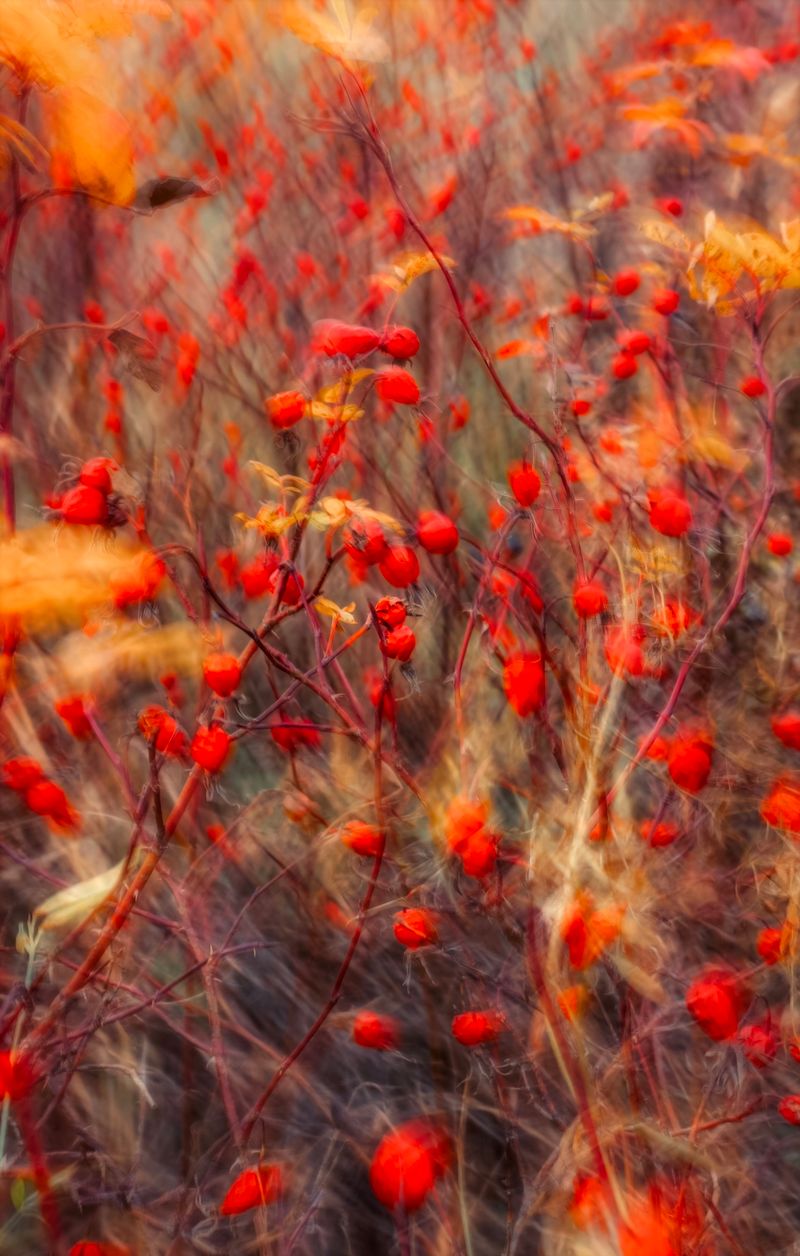 Red rosehips in an autumn field, soft motion blur — photo by Eugene Golovesov on Pexels