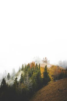 A moody, foggy autumn landscape in an Austrian forest with colorful trees.