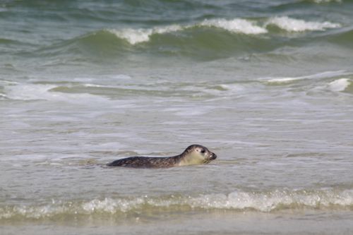 Free A harbor seal enjoying the sea in Friesland, Netherlands. Calm waves and serene beach setting. Stock Photo