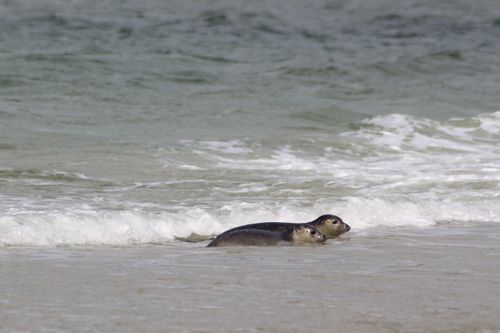 Free Two seals on the sandy shores of Terschelling in Friesland, enjoying the waves. Stock Photo