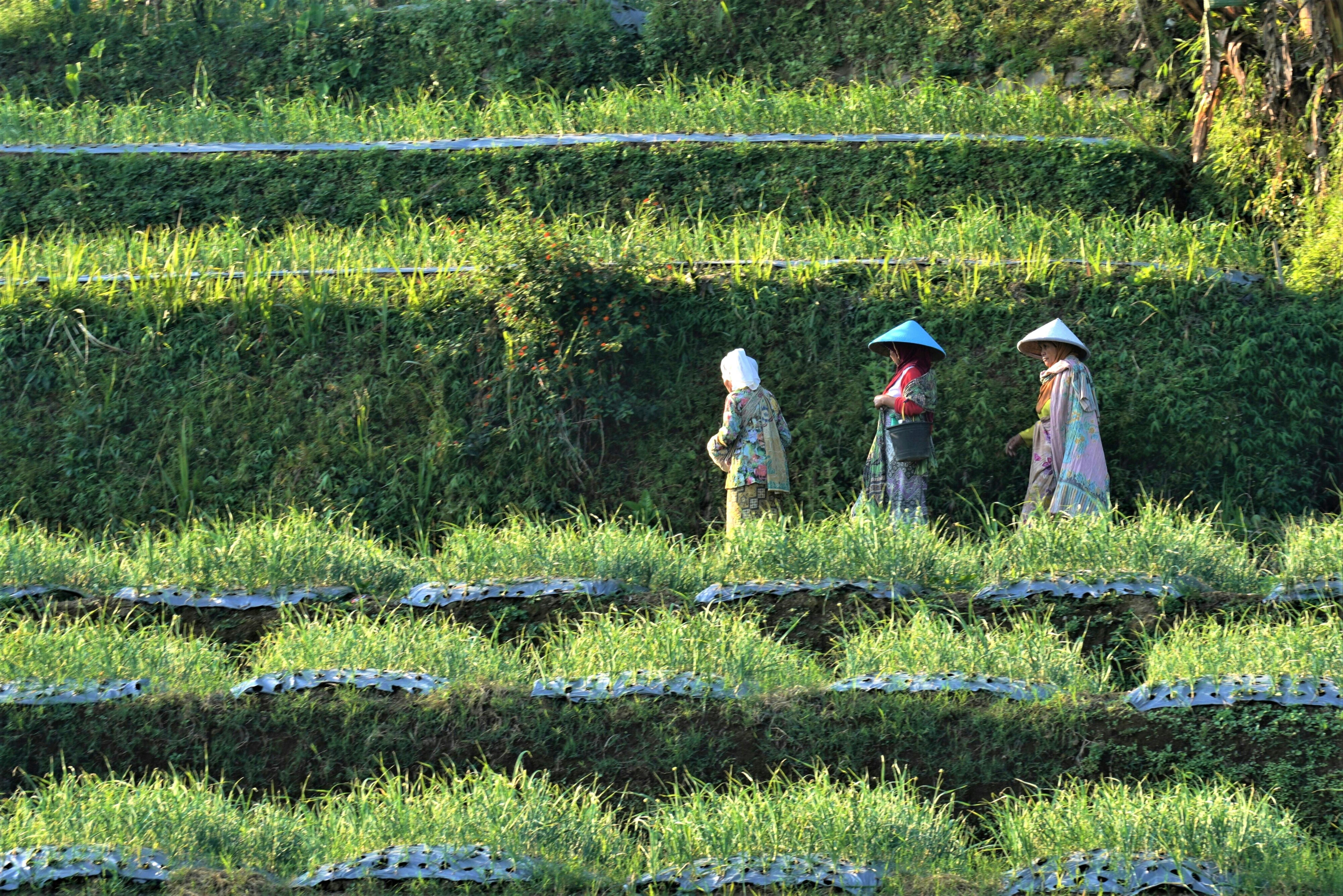 生活：第四屆農村領航獎出爐 糯米休區榮獲大獎