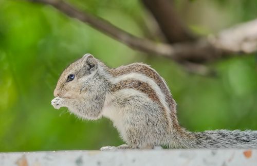 Free Close-up image of a Indian palm squirrel eating on a tree branch with green foliage background. Stock Photo